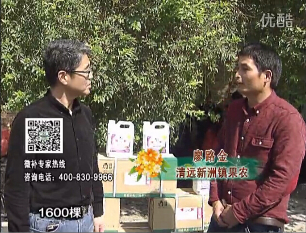 20160314珠江臺搖錢(qián)樹(shù)：柑橘用微補方案，保樹(shù)有收益