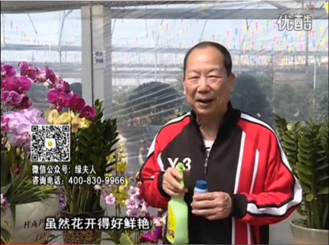 20160314珠江臺搖錢(qián)樹(shù)：家種鮮花、鮮切花，用綠夫人600度鮮花液保花艷、花期長(cháng)