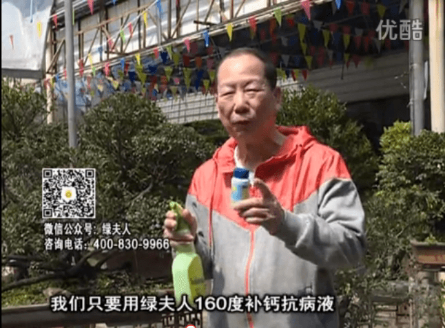 ?20160321珠江臺搖錢(qián)樹(shù)：盆栽花卉用綠夫人160度補鈣抗病液，低溫陰雨天長(cháng)勢壯、抗病好