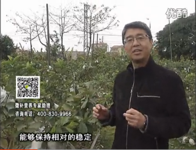 20160328珠江臺搖錢(qián)樹(shù)：番石榴淋沖微補根力鈣+微補精力，凍后恢復長(cháng)勢、促進(jìn)開(kāi)花坐果