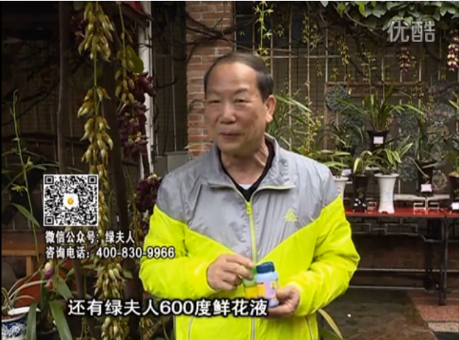 20160404珠江臺搖錢(qián)樹(shù)：養禾雀花等盆栽，用綠夫人營(yíng)養液養得好又增色
