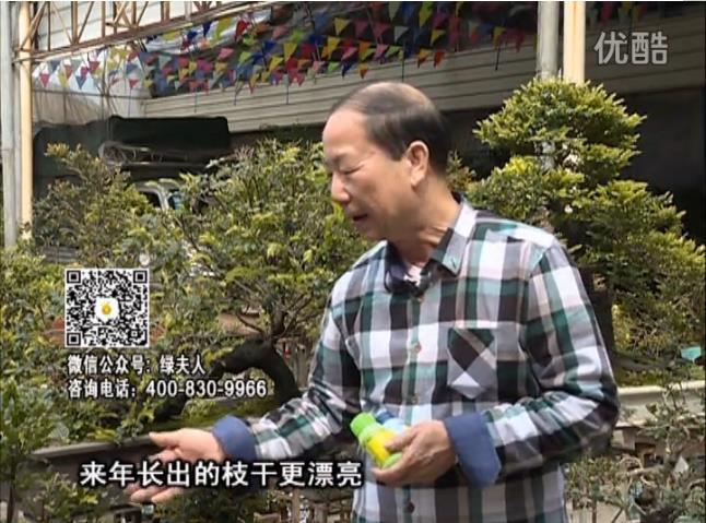 通叔親自體驗，盆景凍后用綠夫人營(yíng)養液抽芽恢復好