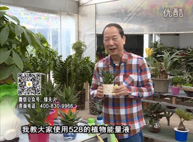 20160425珠江臺搖錢(qián)樹(shù)：室內綠植用綠夫人營(yíng)養液，補充營(yíng)養健康又環(huán)保