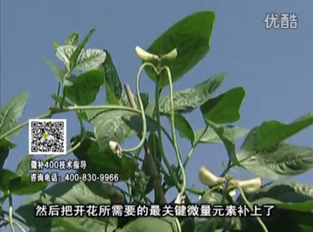 20160502珠江臺搖錢(qián)樹(shù)：雨水天多蔬菜香蕉長(cháng)勢差沒(méi)產(chǎn)量？撒微補倍力促根壯長(cháng)勢