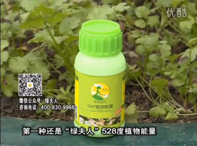 20160502珠江臺搖錢(qián)樹(shù)：家庭小院種蔬菜，用綠夫人營(yíng)養液長(cháng)勢好