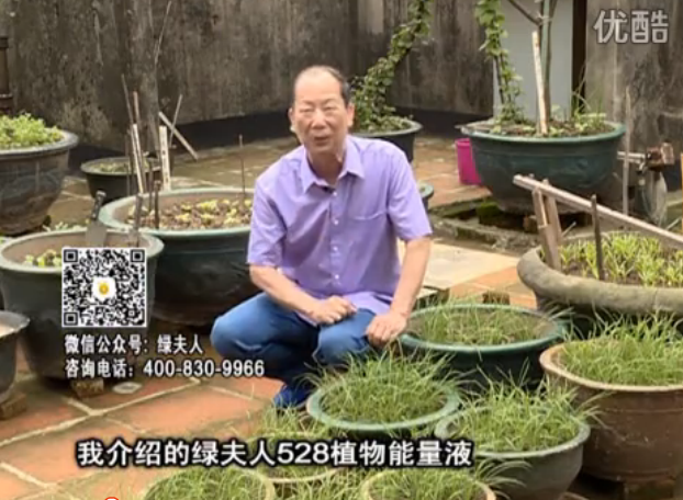 20160509珠江臺搖錢(qián)樹(shù)：天臺種葉菜用綠夫人營(yíng)養液，抗病好、長(cháng)勢綠