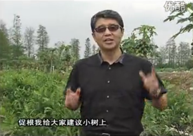 20160509珠江臺搖錢(qián)樹(shù)：柑橘淋微補根力鈣+精力，噴微補葉面肥，保樹(shù)分果好