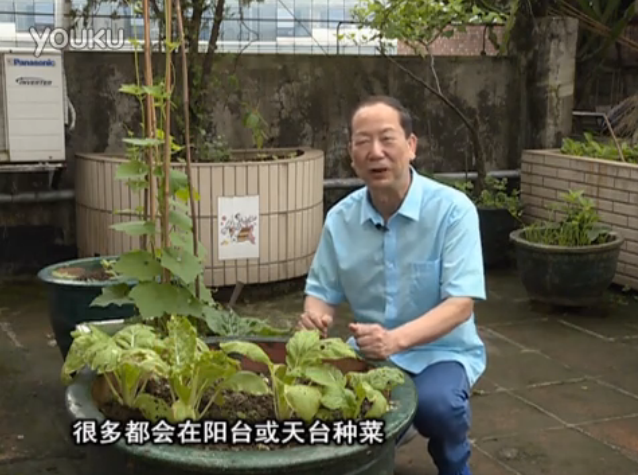 20160516珠江臺搖錢(qián)樹(shù)：有病不能打藥