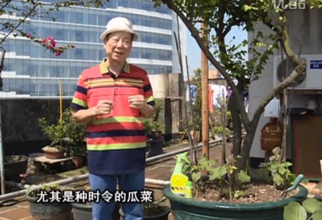 20160523珠江臺搖錢(qián)樹(shù)：家種時(shí)令蔬菜用綠夫人營(yíng)養液養護好