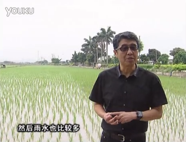 20160530珠江臺搖錢(qián)樹(shù)：水稻、甘蔗用微補方案，促根壯長(cháng)勢，提高收益