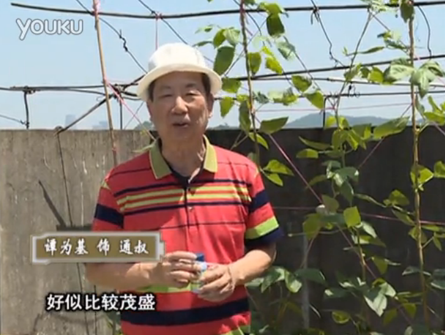 20160530珠江臺搖錢(qián)樹(shù)：天臺種豆角用綠夫人160度補鈣抗病液，長(cháng)勢壯，幫助開(kāi)花坐果