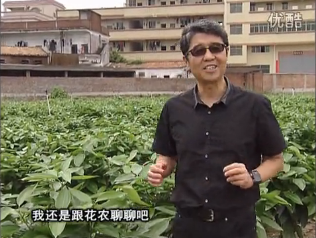 20160606珠江臺搖錢(qián)樹(shù)：觀(guān)葉植物用微補方案，壯根提長(cháng)、保葉抗病好！