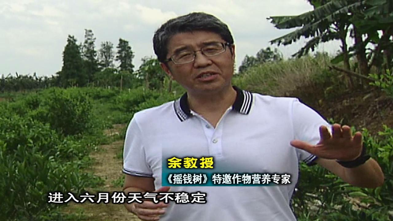 20160613珠江臺搖錢(qián)樹(shù)：柑橘?lài)娢⒀a蓋力、淋根力鈣，補鈣減少裂果、太陽(yáng)果、果更硬