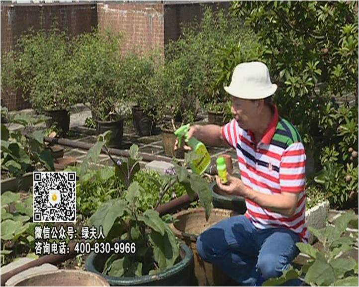 20160613珠江臺搖錢(qián)樹(shù)：天臺種茄瓜用綠夫人，長(cháng)勢靚，開(kāi)花結果好