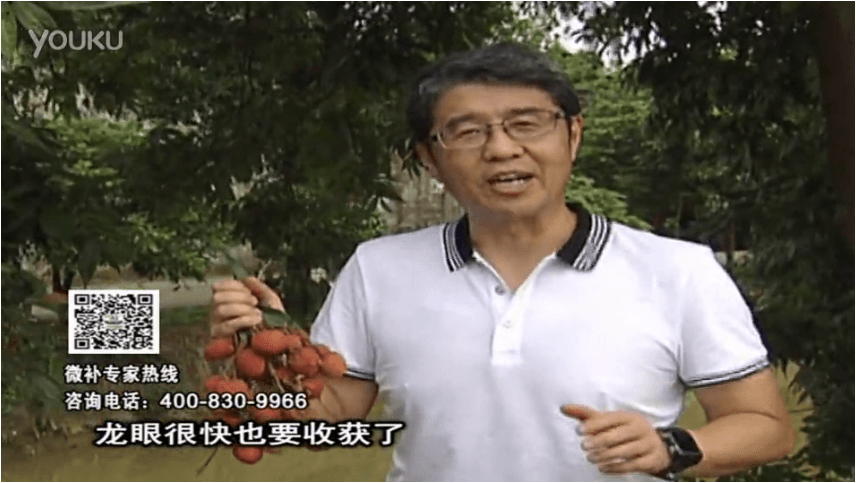 20160627珠江臺搖錢(qián)樹(shù)：荔枝轉色葉噴微補紅果力+蓋力，補充磷鉀鈣，著(zhù)色增甜果硬