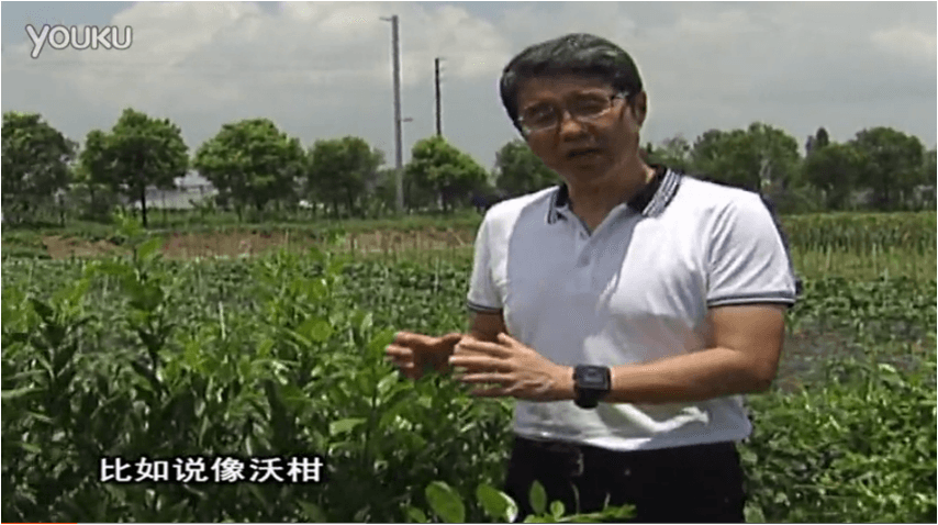 20160627珠江臺搖錢(qián)樹(shù)：柑橘減少黃葉花葉，淋微補根力鈣+沖力鎂、噴微補碧力