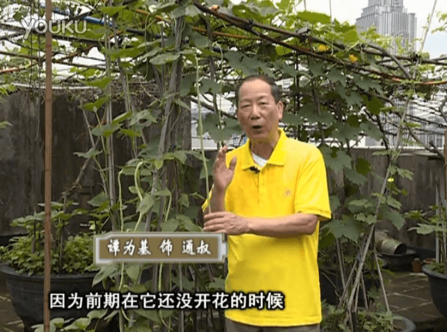 20160627珠江臺搖錢(qián)樹(shù)：天臺豆角用綠夫人528營(yíng)養液，開(kāi)花好結豆期長(cháng)