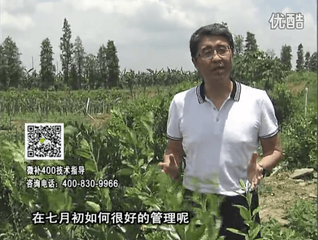 20160704珠江臺搖錢(qián)樹(shù)：柑橘淋微補根力鈣+沖力鎂+全力，秋梢整齊健壯、梢果同長(cháng)