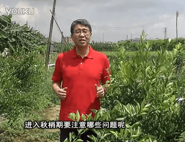 20160711珠江臺搖錢(qián)樹(shù)：預防柑橘秋梢發(fā)黃、不轉綠，用微補秋梢肥方案