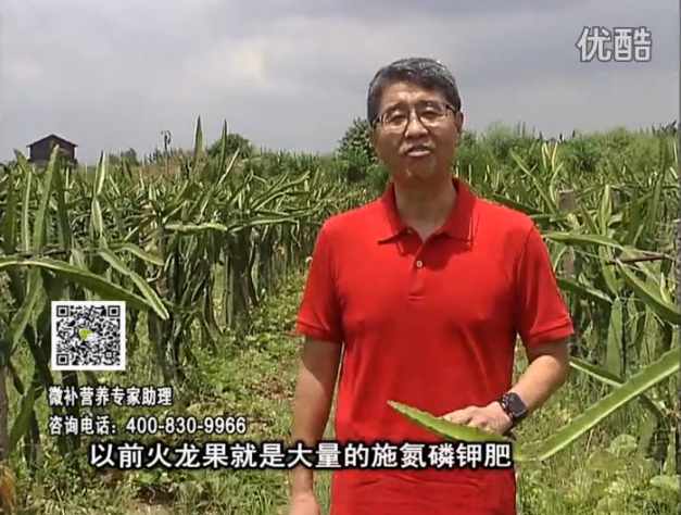 20160711珠江臺搖錢(qián)樹(shù)：火龍果用微補方案，開(kāi)花坐果好，果實(shí)膨大品質(zhì)高