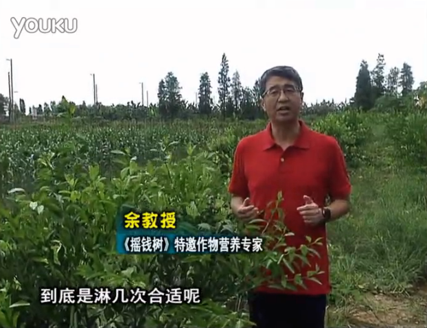 20160718珠江臺搖錢(qián)樹(shù)：柑橘放新梢怎么淋水肥好？2次微補秋梢整齊健壯