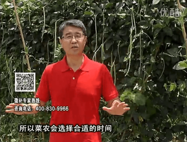 20160718珠江臺搖錢(qián)樹(shù)：瓜果蔬菜用微補水肥方案，結果多、有產(chǎn)量