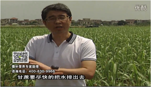 20160620珠江臺搖錢(qián)樹(shù)：甘蔗雨多漚根？淋微補根力鈣+精力、噴果力+壯力，促根壯長(cháng)、甘蔗起灰好