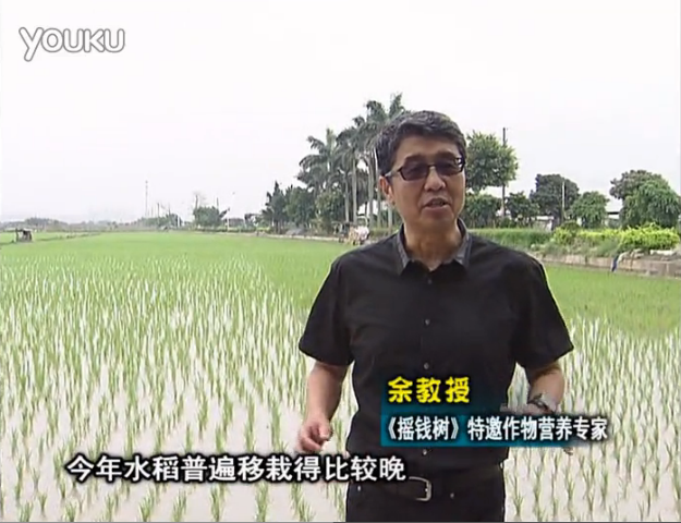20160530珠江臺搖錢(qián)樹(shù)：水稻撒微補倍力、噴苗力，返青分蘗好，產(chǎn)量高