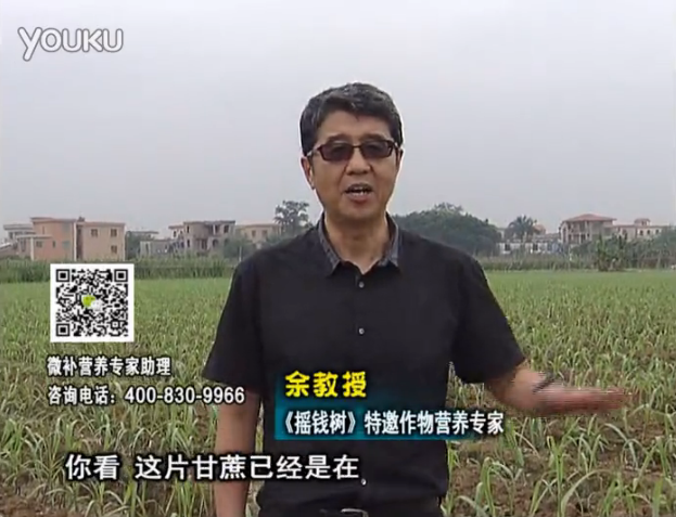 20160530珠江臺搖錢(qián)樹(shù)：甘蔗促根壯苗長(cháng)勢好，淋沖微補根力鈣+精力、撒倍力