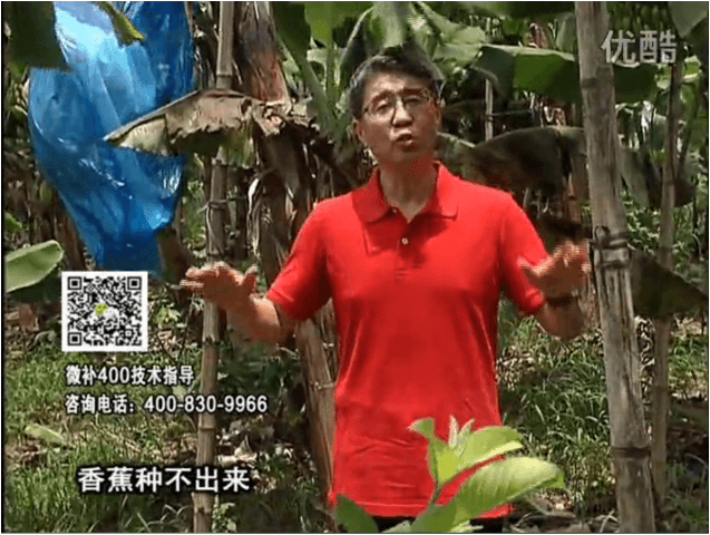 20160725珠江臺搖錢(qián)樹(shù)：香蕉用微補方案，調酸防黃化、膨果壯蕉好