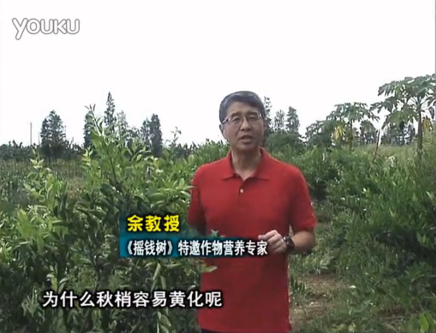 20160725珠江臺搖錢(qián)樹(shù)：柑橘淋微補調力，調酸預防秋梢黃化、促進(jìn)果實(shí)膨大