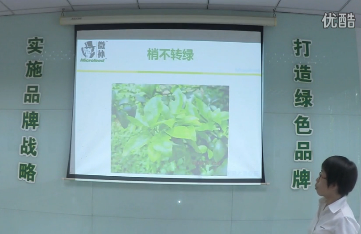 柑橘-預防秋梢黃、梢不出，如何放梢保樹(shù)好？微補講座