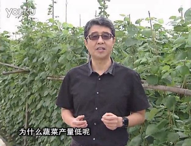 20160502珠江臺搖錢(qián)樹(shù)：雨水天多蔬菜漚根沒(méi)產(chǎn)怎么辦？撒微補倍力，噴花力+果力，提高坐果產(chǎn)量