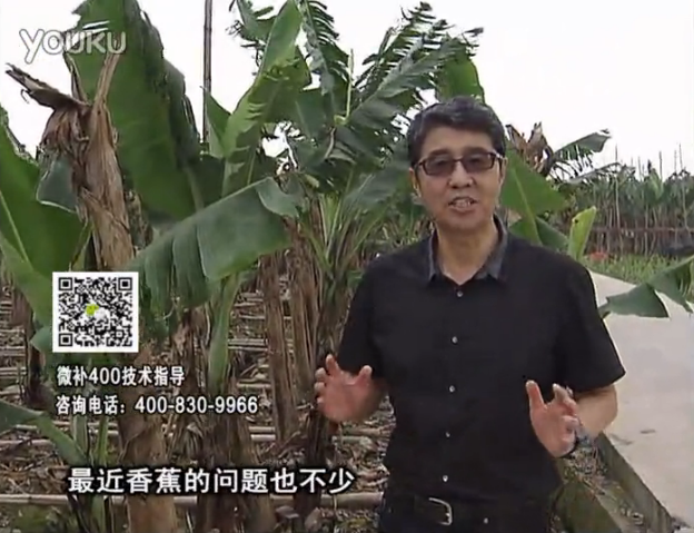 20160502珠江臺搖錢(qián)樹(shù)：香蕉撒微補倍力、噴果力+碧力，促根保葉、長(cháng)勢快