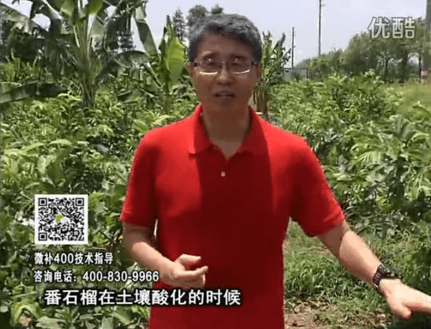 20160808珠江臺搖錢(qián)樹(shù)：番石榴用微補方案，保葉膨果、增產(chǎn)品質(zhì)高