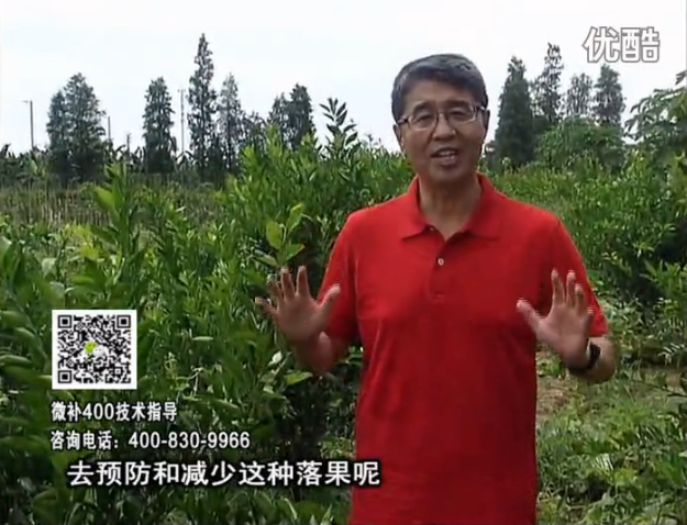 20160808珠江臺搖錢(qián)樹(shù)：柑橘?lài)娢⒀a碧力+壯力或蓋力，預防減少缺鎂落果，果硬膨大好