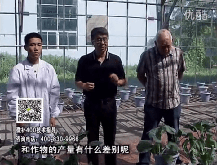 20160829珠江臺搖錢(qián)樹(shù)：微補溫室實(shí)驗：大量元素水溶肥pk添加中微量元素的差距！