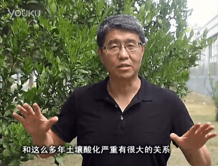 20160905珠江臺搖錢(qián)樹(shù)：柑橘秋風(fēng)一吹就黃，調酸淋沖微補調力是關(guān)鍵，同時(shí)保樹(shù)膨果