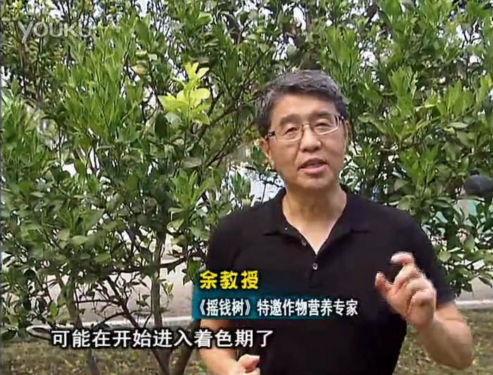 20160912珠江臺搖錢(qián)樹(shù)：柑橘用微補方案，果實(shí)著(zhù)色好，提前促花、預防落果