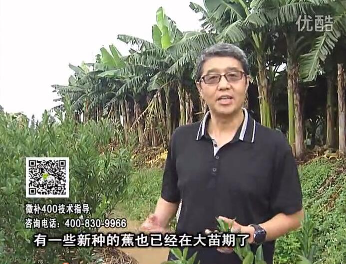20160919珠江臺搖錢(qián)樹(shù)：香蕉淋微補根力鈣+沖力或撒倍力，噴果力+碧力，保葉膨蕉壯長(cháng)