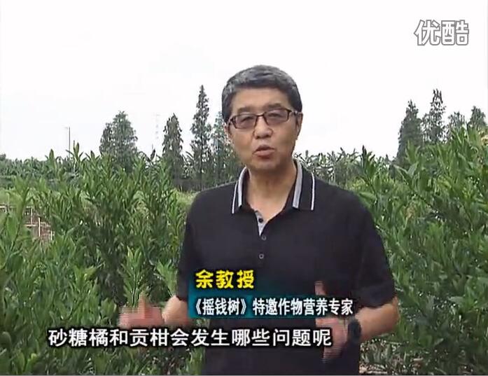 20160919珠江臺搖錢(qián)樹(shù)：柑橘用微補方案，減少秋梢落果裂果，保樹(shù)膨果好