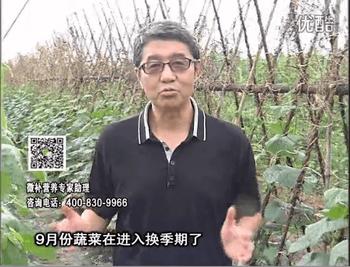 20160926珠江臺搖錢(qián)樹(shù)：換季蔬菜淋根力鈣精力促根壯長(cháng)，淋微補調力調酸減少病害