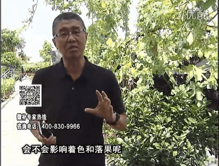 20161010珠江臺搖錢(qián)樹(shù)：柑橘葉噴微補花力+碧力，提前促花、減少梢葉黃