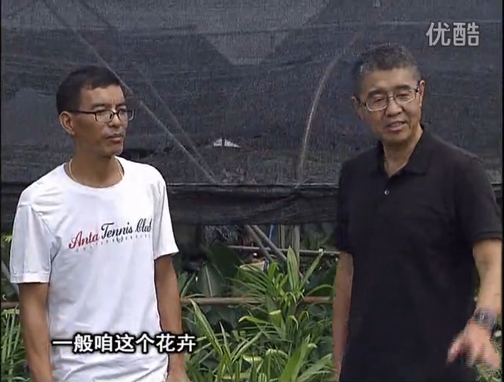 20161010珠江臺搖錢(qián)樹(shù)：盆栽花卉促根多，長(cháng)勢青綠
