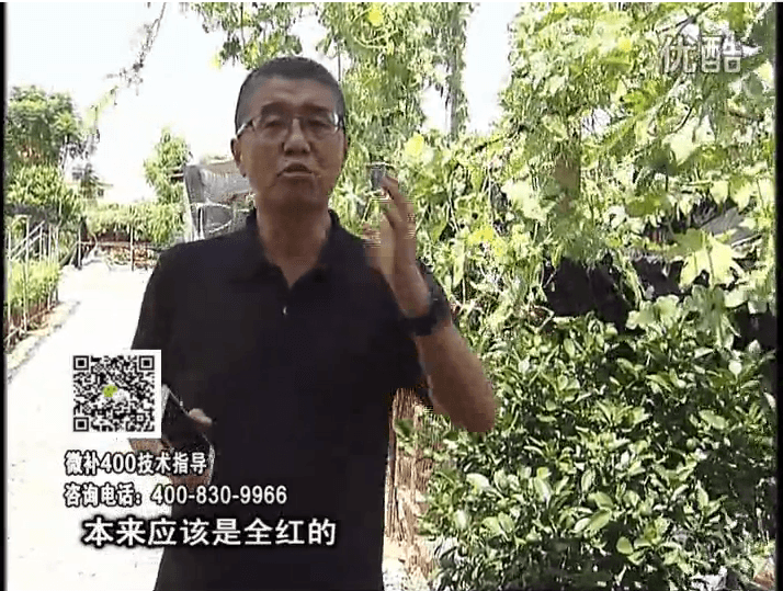 珠江臺搖錢(qián)樹(shù)：柑橘著(zhù)色葉噴紅果力，著(zhù)色均勻增甜增重