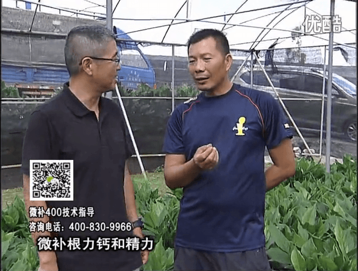 珠江臺搖錢(qián)樹(shù)：盆栽綠植澆施微補根力鈣+精力，促根多長(cháng)勢青綠
