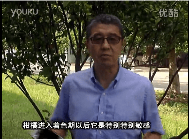20161031珠江臺搖錢(qián)樹(shù)：柑橘?lài)娂t果力、蓋力 鈣足果硬、裂果霜凍少