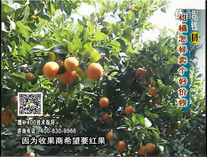 20161107珠江臺搖錢(qián)樹(shù)：柑橘?lài)娛┪⒀a紅果力、蓋力，增甜增重賣(mài)價(jià)高