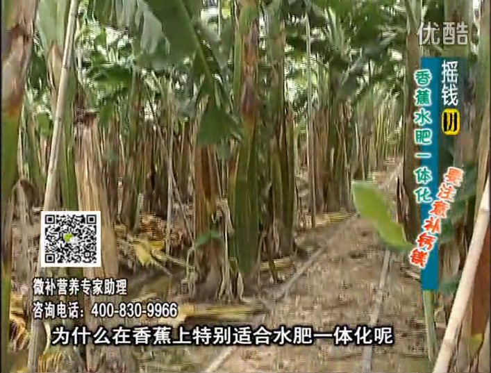 20161107珠江臺搖錢(qián)樹(shù)：香蕉水肥一體化，用微補方案科學(xué)施肥
