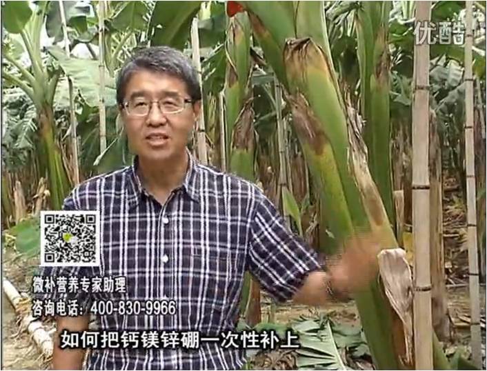 20161121珠江臺搖錢(qián)樹(shù)：香蕉撒施微補倍力，促根壯長(cháng)、預防黃葉、提高產(chǎn)量